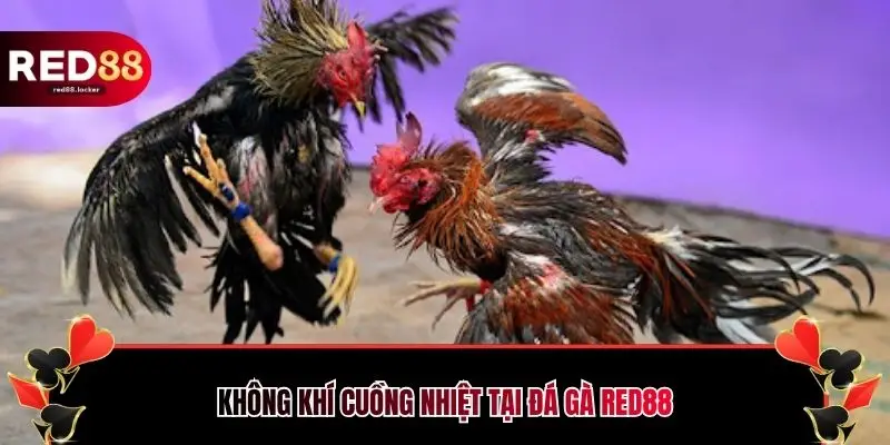 Không khí cuồng nhiệt tại đá gà RED88